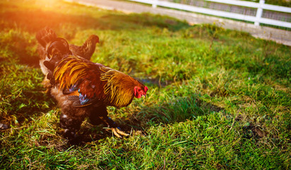 Wall Mural - chicken and rooster on a farm