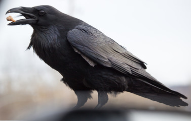 Wall Mural - Raven eating food