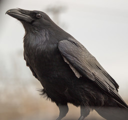 Wall Mural - Raven with closed beak