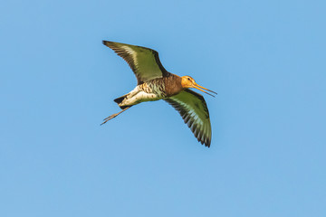 Wall Mural - Black-tailed godwit Limosa Limosa in flight