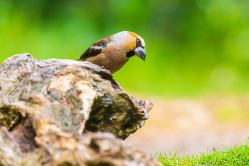 Wall Mural - Beautiful hawfinch male, Coccothraustes coccothraustes, songbird perched on wood