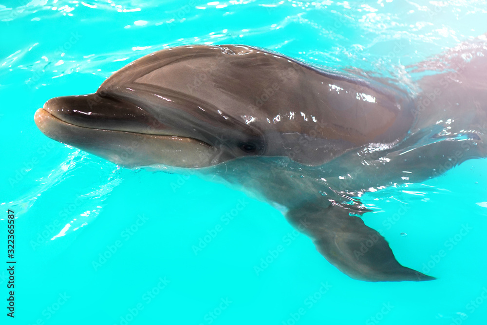 Obraz na płótnie Dolphinarium. Funny dolphin portrait close up. Mammal animal. w salonie