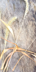 Yellow ear and leaves on a wooden board