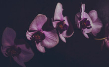 Orchidee Orchideenblüten Zweig Dunkel Moody