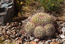 View Of Pincushion Cactus, Mammillaria Hertrichiana