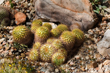 View Of Pincushion Cactus, Mammillaria Marksiana
