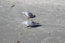 Two Seagulls Walking On The Beach With Their Beaks Open Squealing 