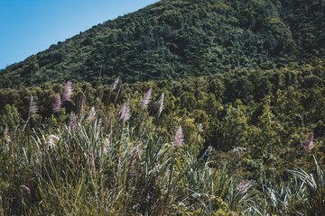 Fluffy grass grows on a hill