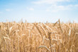 Leinwandbild Motiv Beautiful summer field of ripe wheats on sunny day. Selective focus