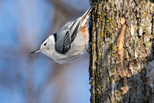 White-breasted Nuthatch Perched In A Tree Near A Bird Feeder During Winter.