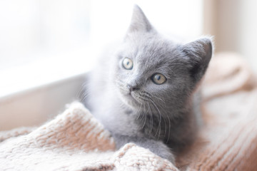 Wall Mural - A British kitten is lying on the windowsill. Cute kitten. Magazine cover. Pet. Grey kitten. . Kitten at the window.