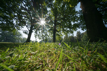 Sticker - Grass and trees in the summer park in the early morning