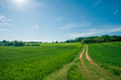 Sunny summer day  country road, green meadows and blue sky