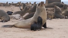 Mother Sea Lion And Her Pup At Cape Cross Seal Reserve In Namibia