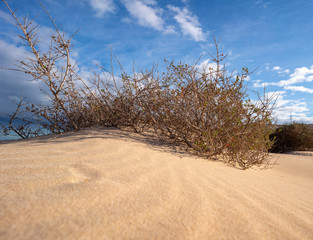 Wall Mural - shrubs in the sandy desert and blue sky
