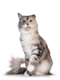 Fototapeta Koty - Cute silver tortie Maine Coon cat, sitting facing front. Looking beside camera with green eyes. Isolated on a white background. Folded ear due cauliflower injury. One paw playful in air.
