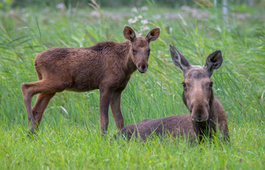 Moose animal in the field