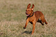 © zabanski - Young magyar vizsla dog puppy rages across the meadow and is photographed in flight