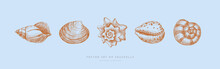 Set Of Hand-drawn Realistic Seashells. Shells Of Mollusks Of Various Shapes: Coils, Spirals, Mussels On A Blue Background. Oceans Nature In Vintage Style. Vector Illustration Of Engraved Lines.