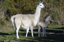 Cute Big And Baby Llamas Standing Together In A Park