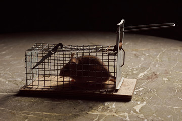 Wall Mural - Trapped mouse in a live trap