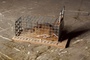 Wall Mural - Trapped mouse in a live trap