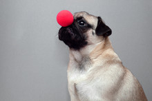 A Small Pug Dog With A Red Clown Nose