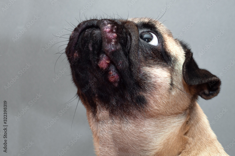 Image result for Stock-Foto „Portrait of a pug dog with red inflamed wounds on his face. Dog Allergy, Dermatitis ...