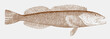 Lingcod ophiodon elongatus, marine fish from the Northeast Pacific Ocean in side view