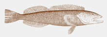 Lingcod, Ophiodon Elongatus, A Fish From The Northeast Pacific Ocean In Side View