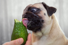 Cute Dog Pug Girl Chewing Avocado. The Concept Of Healthy And Healthy Food For Dogs.