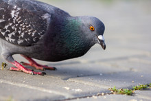 Pigeon In The Park
