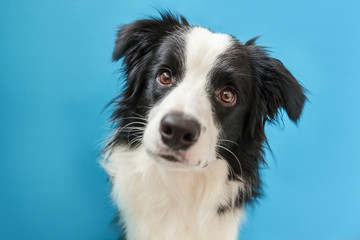 Funny studio portrait of cute smilling puppy dog border collie isolated on blue background. New lovely member of family little dog gazing and waiting for reward. Pet care and animals concept