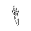 © anntre - Single hand drawn carrot for easter design, greeting cards, posters, recipe, culinary design. Isolated on white background. Doodle vector illustration. Hand drawn element.