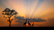 © Mohwet - Amazing sunset and sunrise.Panorama silhouette tree in africa with sunset.Tree silhouetted against a setting sun.Dark tree on open field dramatic sunrise.Safari theme.Giraffes , Lion , Rhino.