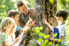 School Children Examining Tree Bark In Forest With Their Teacher