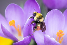Bumble Bee And Purple Flowers