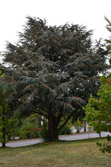 A tall conifer tree with a large treetop in the park