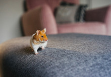 Syrian Ginger And White Hamster Explores Indoors