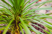 Tropical Exotic Looking Cordyline Tree Similar To A Palm Shot Outdoor