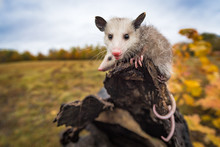 Virginia Opossum (Didelphis Virginiana) Looks Out From Log End Autumn