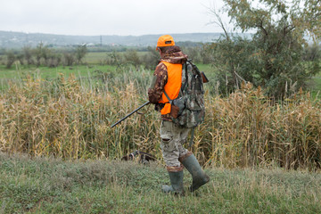 A man with a gun in his hands and an orange vest on a pheasant hunt in a wooded area in cloudy weather. Hunter with dogs in search of game.