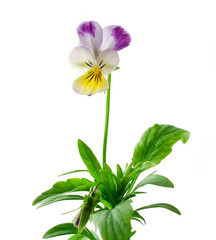 Wall Mural - Viola tricolor flowers isolated on white background.
