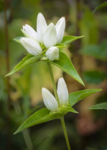 A Rare Cream Gentian In Bloom Is Discovered Among The Prairie Grasses In A Midwest Remnant Prairie.