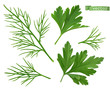 Coriander leaves, dill herb. Flavouring food. 3d vector ralistic objects