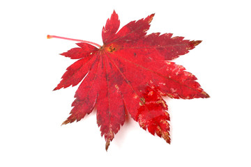 beautiful autumn maple leaf isolated on white