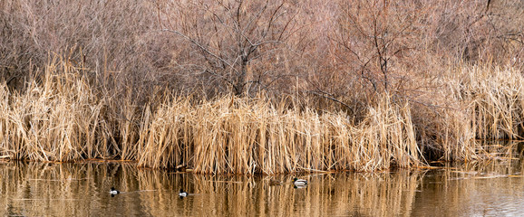 Wall Mural - Hyatt Hidden Lakes Reserve - Boise