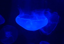 Close Up Of A Moon Jellyfish Under The Blue Lights