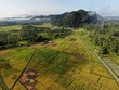 A top down aerial view of a paddy field with farmers at work. Located in the Skuduk , Sarawak, Malaysia.General scenery of a paddy field, huts, trees and farmers.