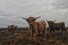 Beautiful Shot Of A Group Of Long-haired Highland Cattle With A Cloudy Gray Sky In The Background